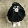 catwifbag