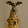 DogWifCatWifRatWifBatWifHat