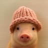 pig wif hat