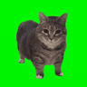 spinning cat