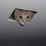 ceiling cat