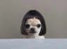 dogwifwig