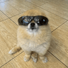 Kori The Pom