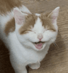 smile like a mew