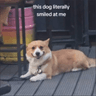 dogwifsmile