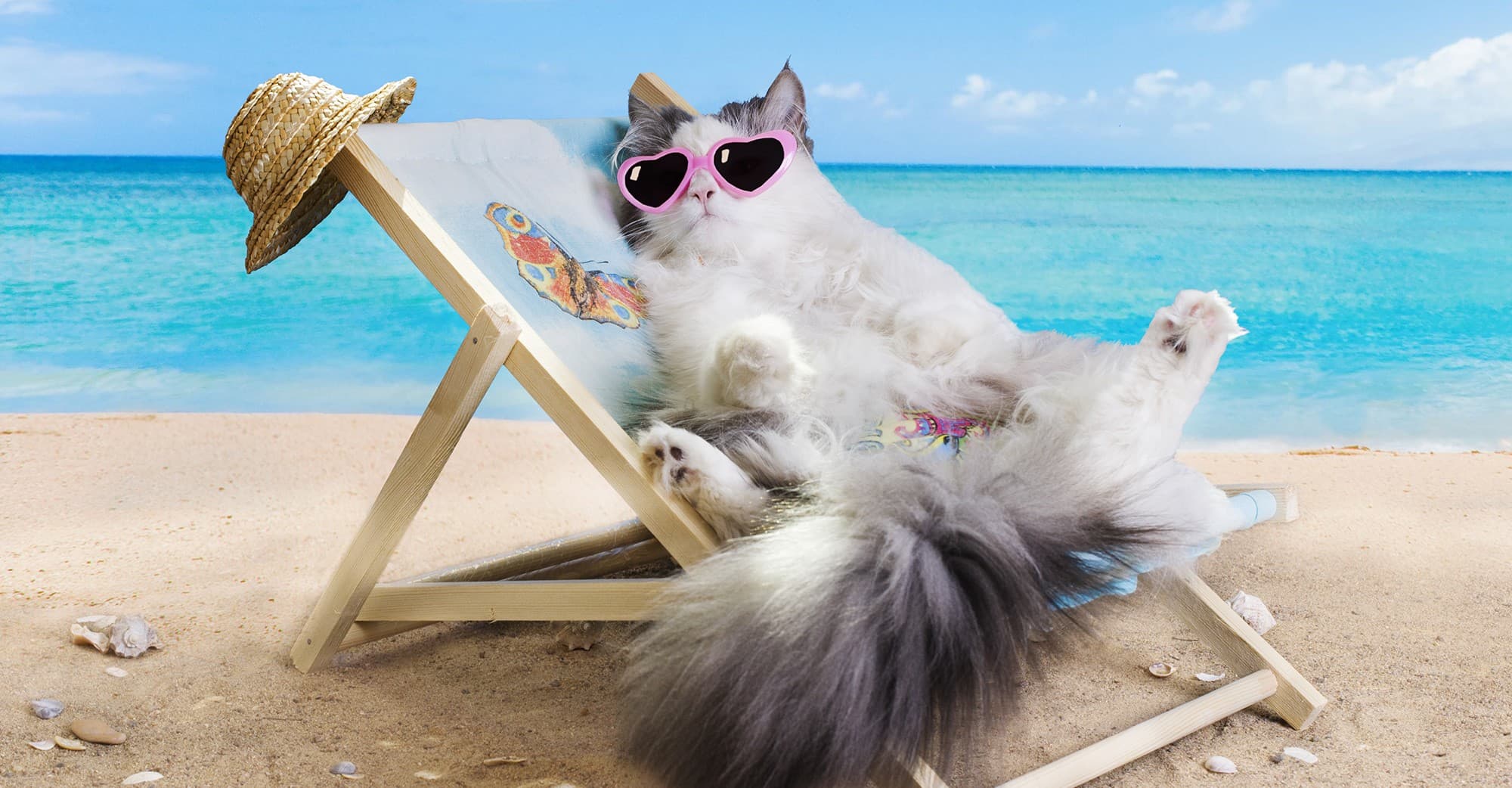 CATSZN
