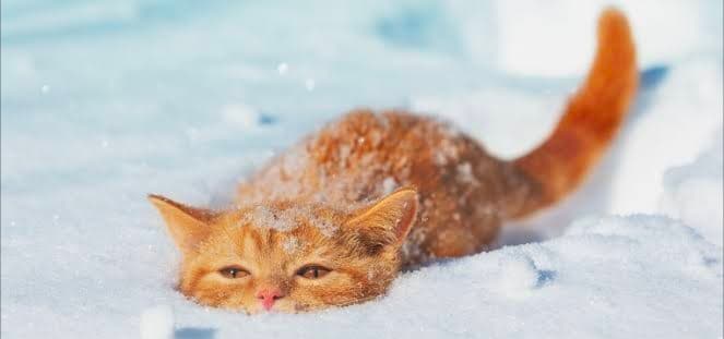 CatSZN (ELA)